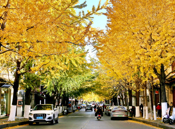 1、古城大理银杏金黄-严镇威 摄.JPG